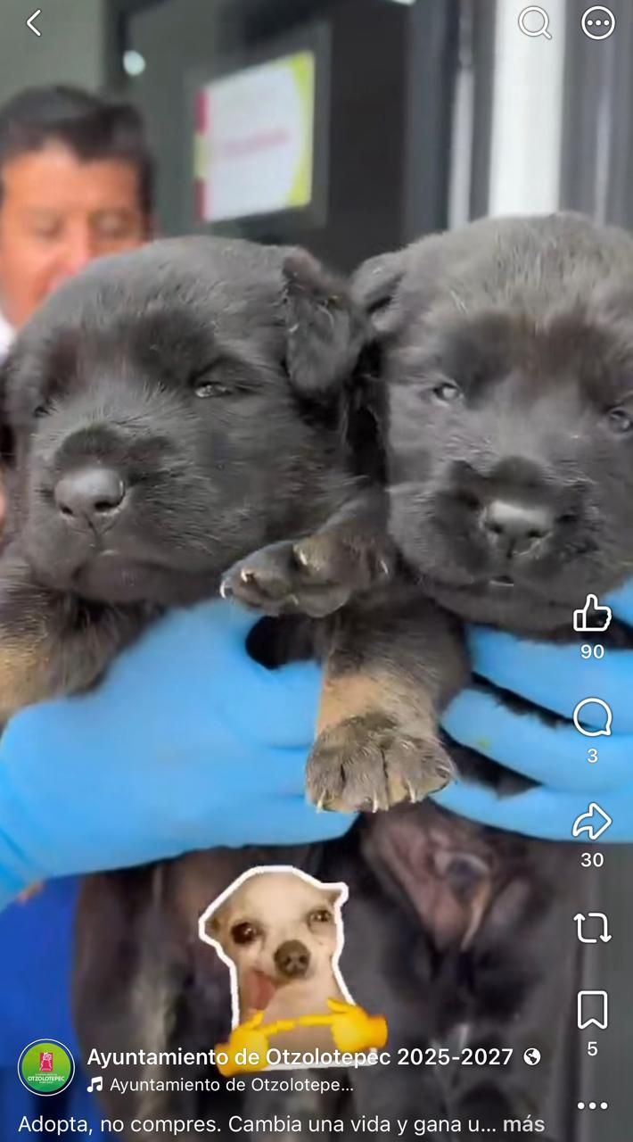 Adopta, no compres, cámbiale la vida a estos hermosos  animalitos
